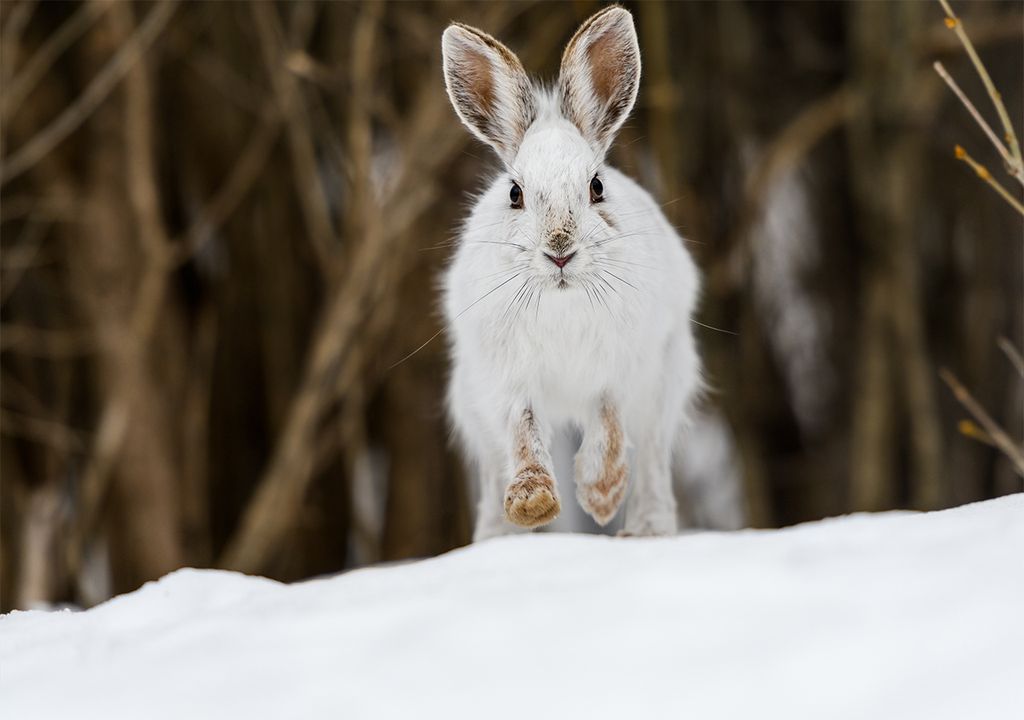 Snowshoe hare in snow