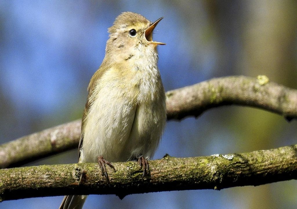 Chiffchaff numbers have soared by more than 1400% in Scotland