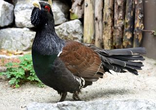 Climate change both good and bad for Scottish birds