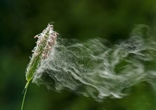 Is climate change making hay fever worse in the UK?