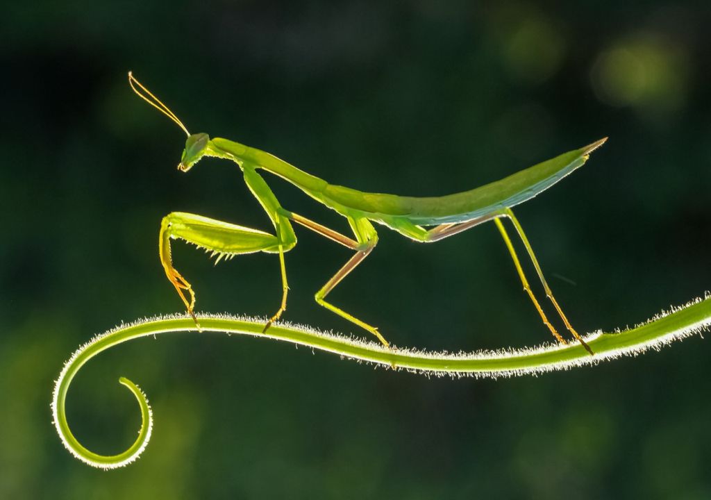 Praying Mantis