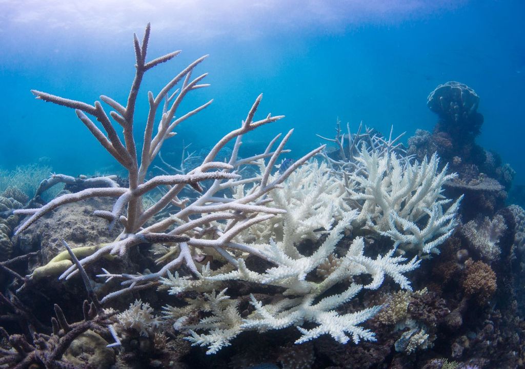 Mass coral bleaching is becoming more common in Australia