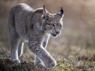 Climate Change Is Bringing Wildlife Into Your Backyard, According To A New Study