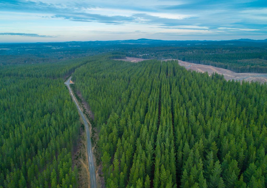 Timber plantations could be squeezed out in favour of food crops