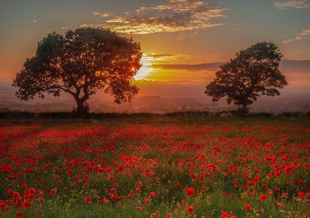 Is climate change to blame for record-breaking Remembrance Sunday temperatures?