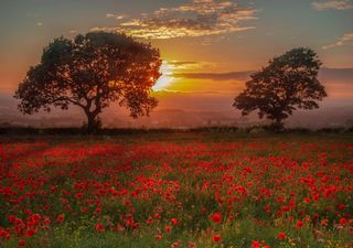 Was climate change to blame for UK record Remembrance Sunday temperatures?