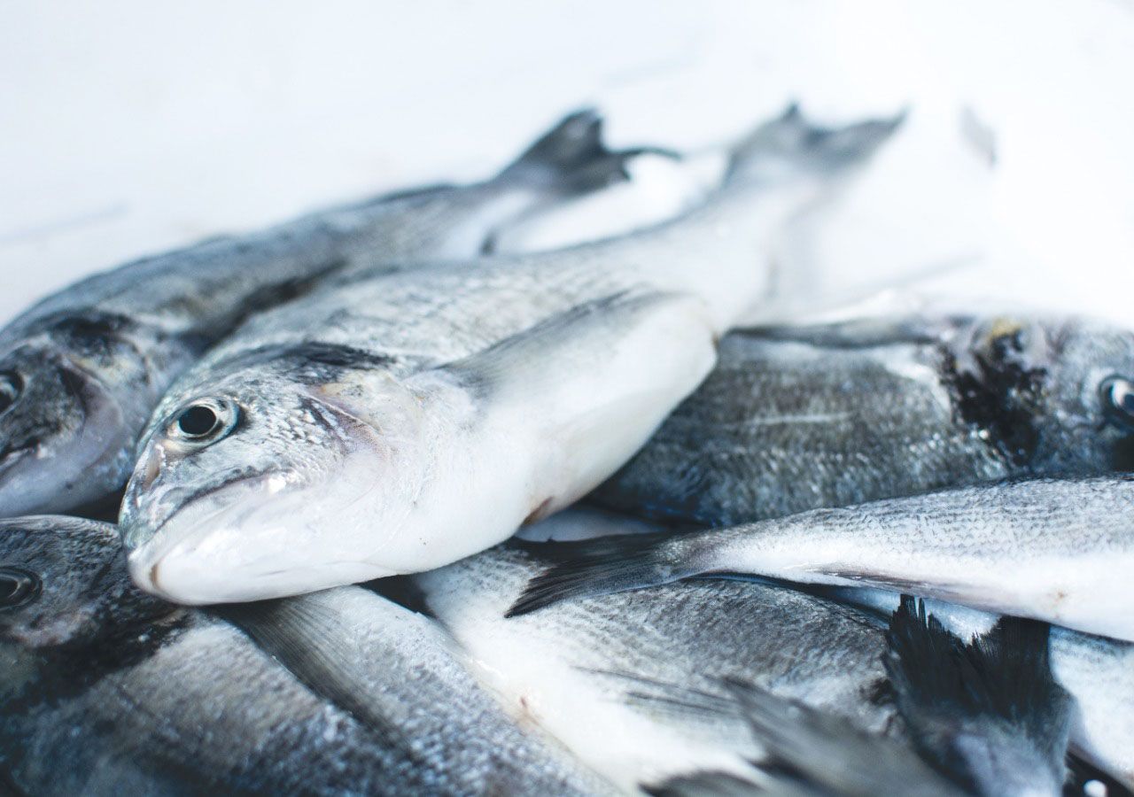 Climate change to cause 'fish wars' in future, researchers warn