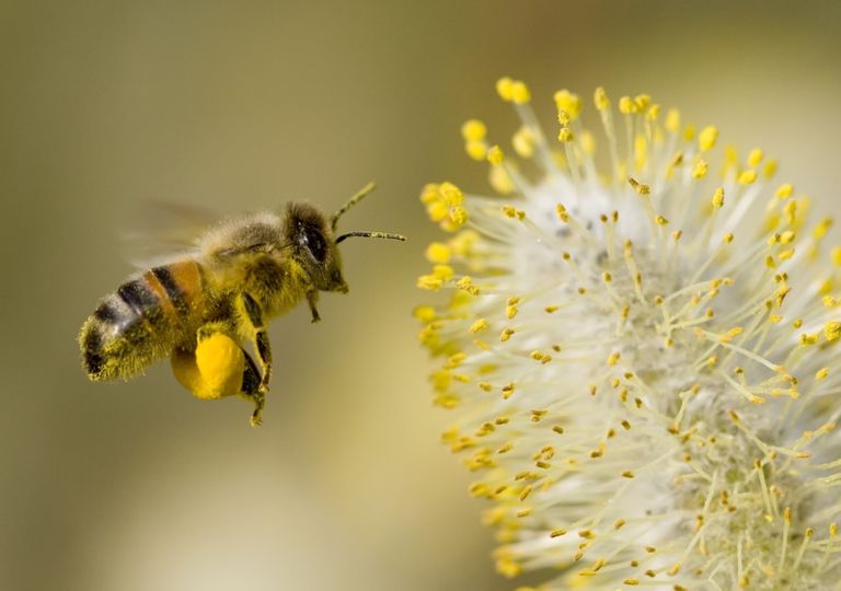 Pollen season is getting longer and more intense