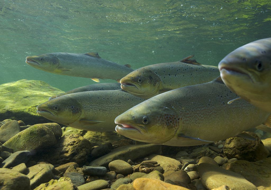 Atlantic salmon are under threat from climate change and salmon farms