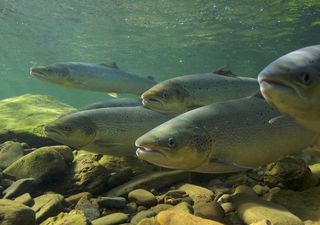 Climate impacts on species are escalating, scientists at COP28 warn