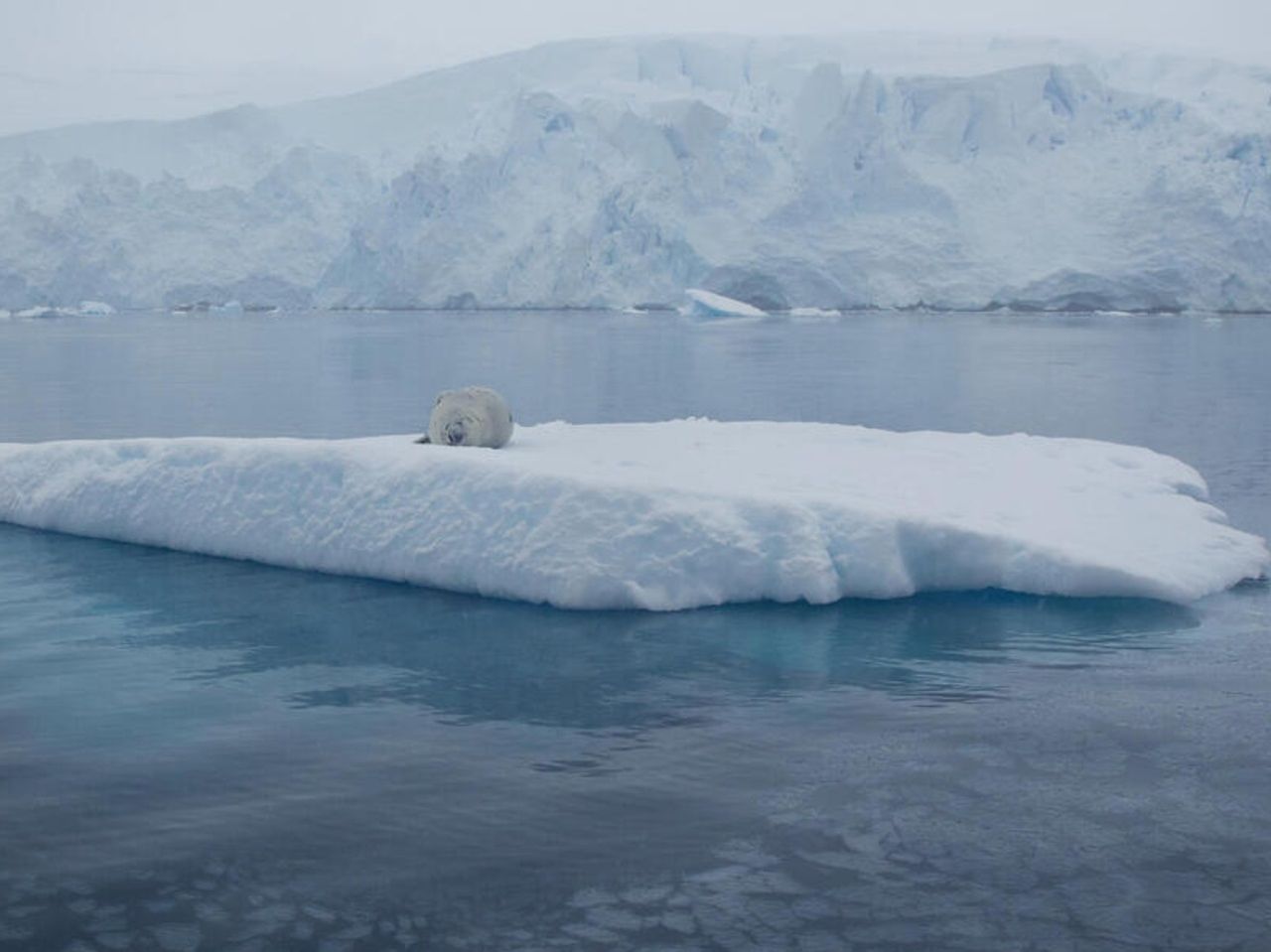 El derretimiento de los polos, ocasiona consecuencias a nivel global. Cortesía: WWF