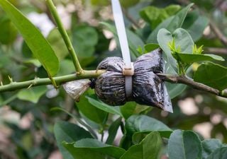 Clonar frutales sin esquejes: el poder del acodo aéreo en primavera 