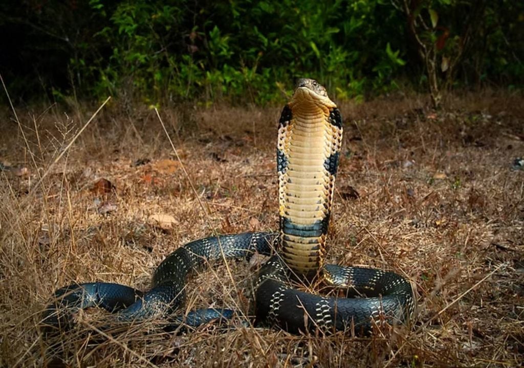 Comboios indianos podem estar a funcionar como vias involuntárias de dispersão para cobras venenosas. Fonte: kingkaalinga