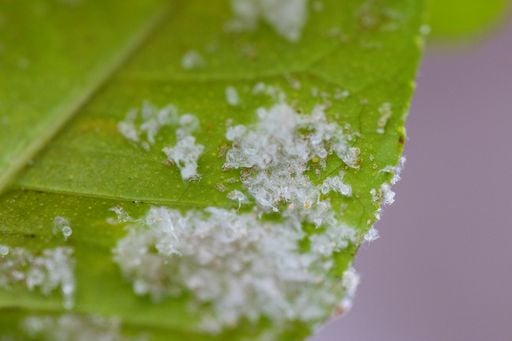 Cochonilha e aranhi&ccedil;o: as pragas que entram em casa com as plantas
