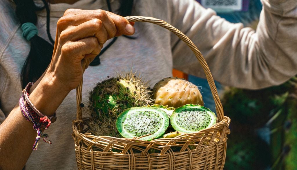 Copao, fruto usado en la cocina diaguita tradicional. El copao es un fruto de un cactus silvestre que era fundamental para la subsistencia de los diaguitas.