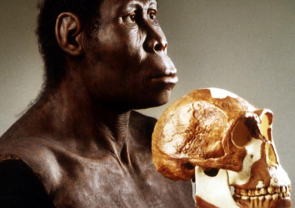Homo erectus Homo erectus