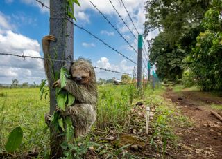 Cocorico ! Un photographe français finaliste du prestigieux concours Wildlife Photographer of the Year !