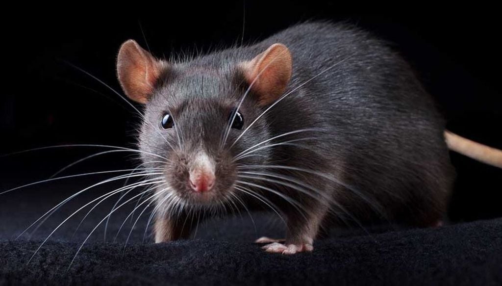 pesquisa foi conduzida por cientistas que gravaram mais de 120 mil vocalizações de ratos em seu habitat natural Pesquisa foi conduzida por cientistas que gravaram mais de 120 mil vocalizações de ratos em seu habitat natural, na África do Sul. Crédito: Divulgação Diário da Manhã