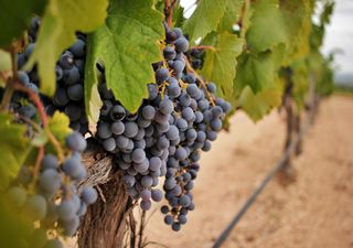 ¿Colapsará el cambio climático la industria del vino?