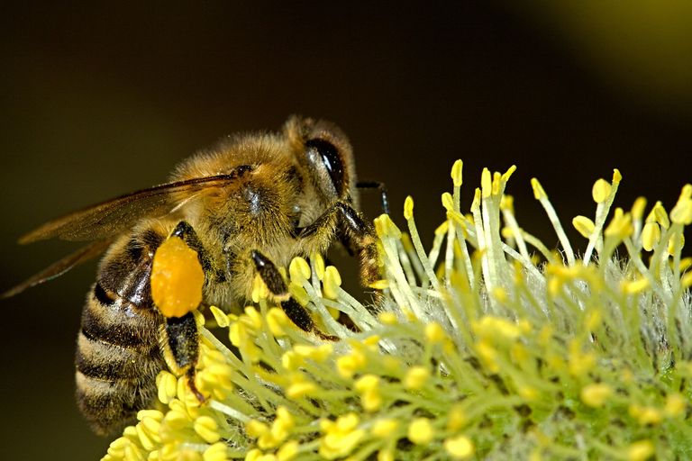 Abeja polinizando Abeja polinizando