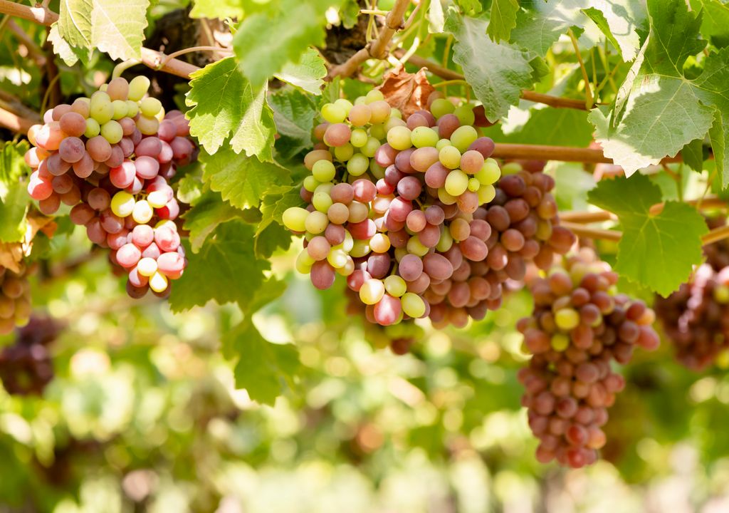 Uvas del Valle de Colchagua. Uvas del Valle de Colchagua.