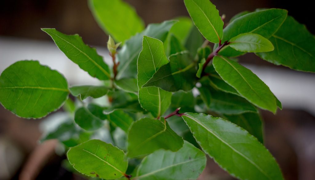 El laurel, originario de la región mediterránea, es un arbusto muy resistente y valorado por el intenso aroma de sus hojas.