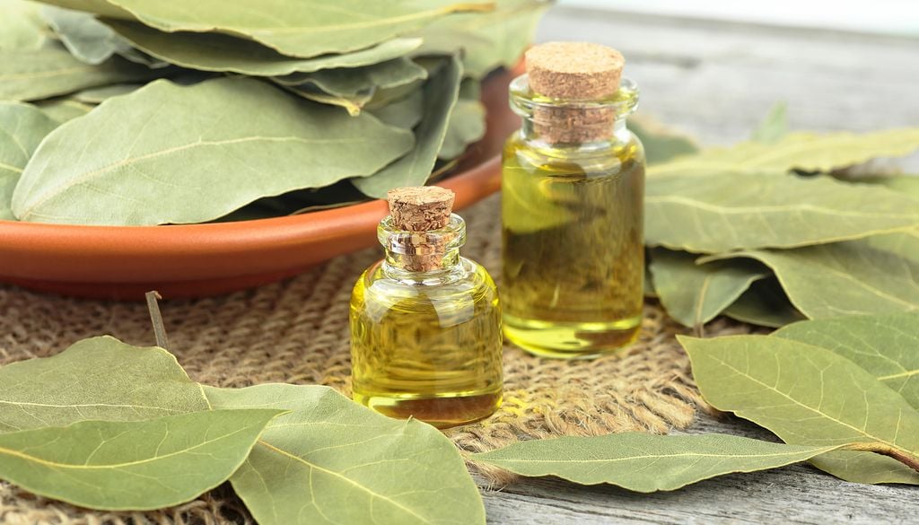 El aceite esencial de laurel es muy apreciado por sus propiedades calmantes.