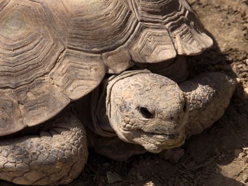 &iexcl;Colima: el reino de los reptiles! Descubre por qu&eacute; es el lugar con m&aacute;s diversidad de todo el mundo