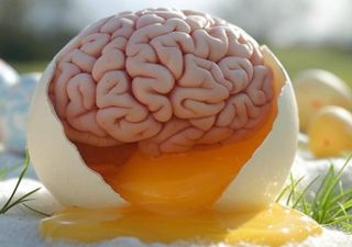 Colina: o que é este nutriente que turbina o cérebro e em quais alimentos é encontrado