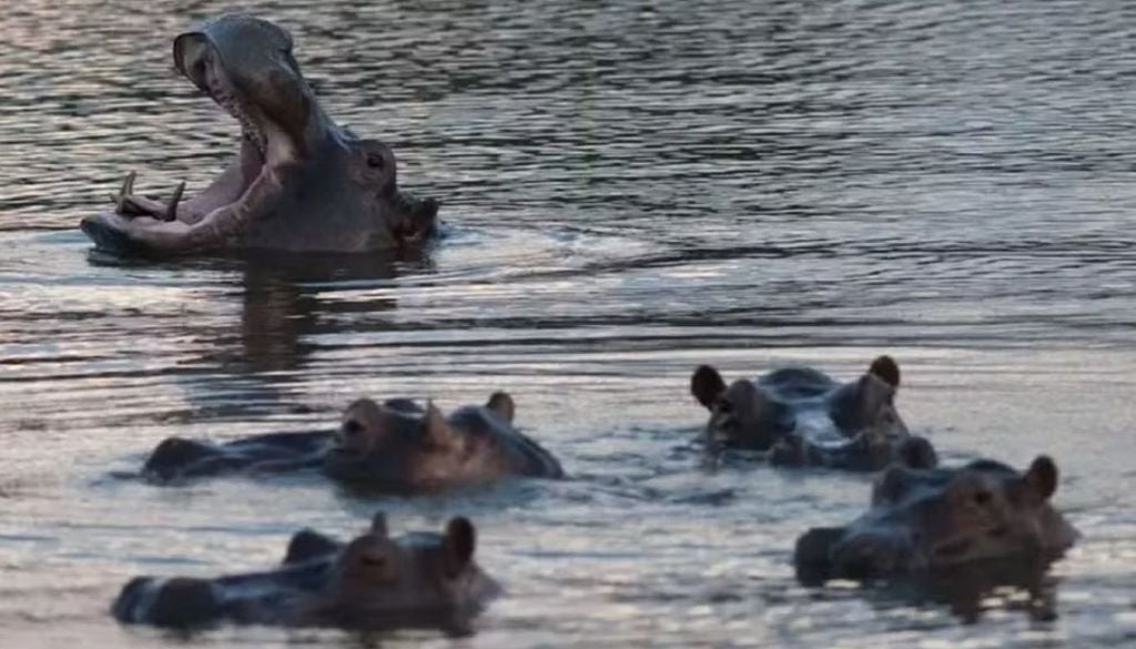 Segundo estimativas, existem 200 hipopótamos silvestres na Colômbia. Crédito: AFP vía Getty Images