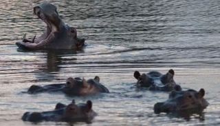 Colombia sacrificar&aacute; 80 hipop&oacute;tamos de Pablo Escobar: &iquest;por qu&eacute;?