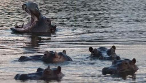 Col&ocirc;mbia vai sacrificar 80 hipop&oacute;tamos de Pablo Escobar; entenda