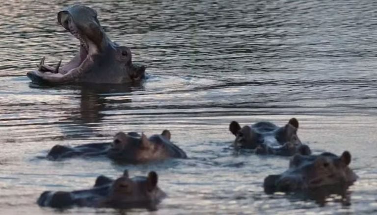 Col&ocirc;mbia vai sacrificar 80 hipop&oacute;tamos de Pablo Escobar; entenda