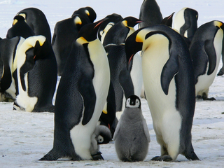 Encuentran colonias de pingüinos emperador previamente desconocidas en la Antártida