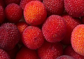 Colóquio em Oeiras debate a produção, comercialização e os benefícios para a saúde dos pequenos frutos