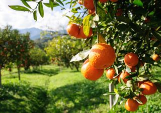Coltivare agrumi in vaso e giardino: dai più comuni a quelli rari, la scelta giusta per un angolo verde profumatissimo