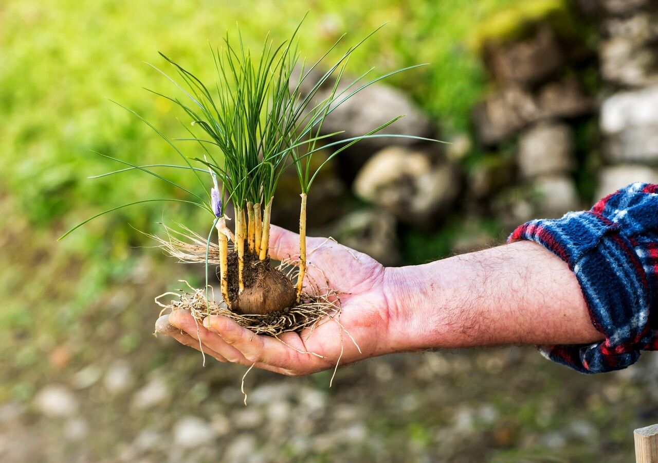 Coltivare lo zafferano sul balcone è semplice e gratificante