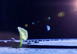 Coltivare l'orto sulla Luna: si aprono nuove prospettive per l'agricoltura spaziale