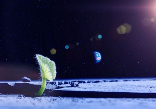 Coltivare l'orto sulla Luna: si aprono nuove prospettive per l'agricoltura spaziale