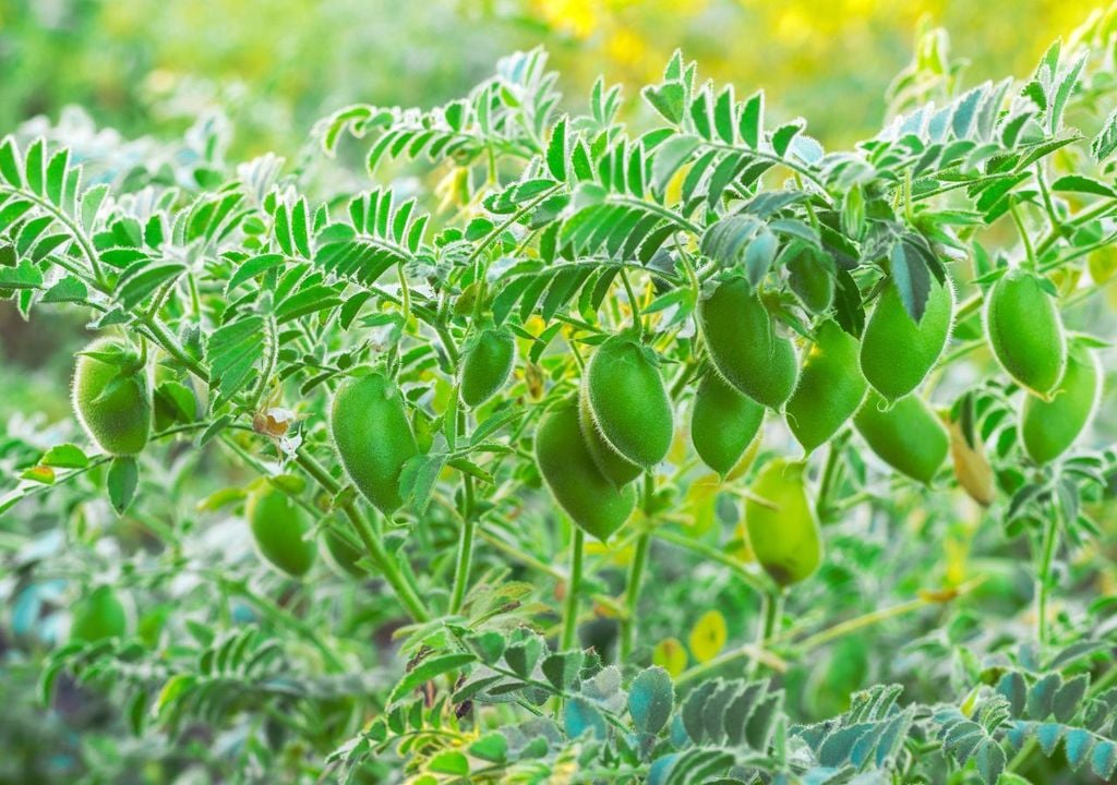 I ceci sono legumi resistenti, spesso utilizzati in progetti per la decontaminazione del suolo