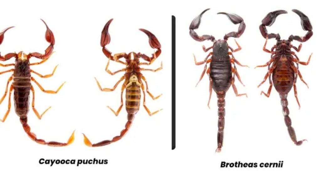 esquisadores da Unesp encontraram em Roraima duas espécies até então desconhecidas pela ciência. Leia mais em: https://super.abril.com.br/ciencia/com-luz-ultravioleta-duas-novas-especies-de-escorpioes-sao-descobertas-na-amazonia/?shem=dsdf,sharefoc,agadiscoversdl,,sh/x/discover/m1/4 Pesquisadores da Unesp encontraram em Roraima duas espécies até então desconhecidas pela ciência. Crédito: Reprodução Superinteressante