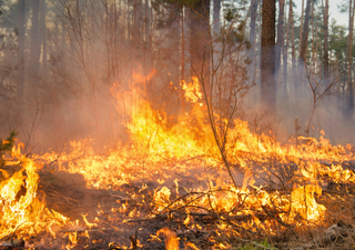 Número de queimadas dispara no Brasil sob cenário de onda de calor e chuvas irregulares