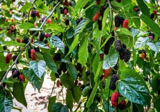 Com pressa para um quintal cheio de fruta? Plante uma destas 6 árvores de crescimento rápido!