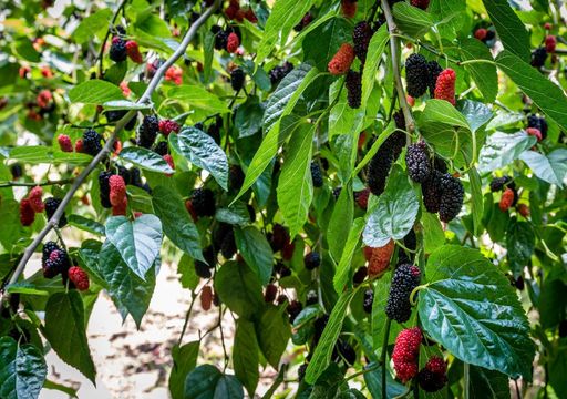 Jardin : comment tirer profit de l'association des légumes voire des