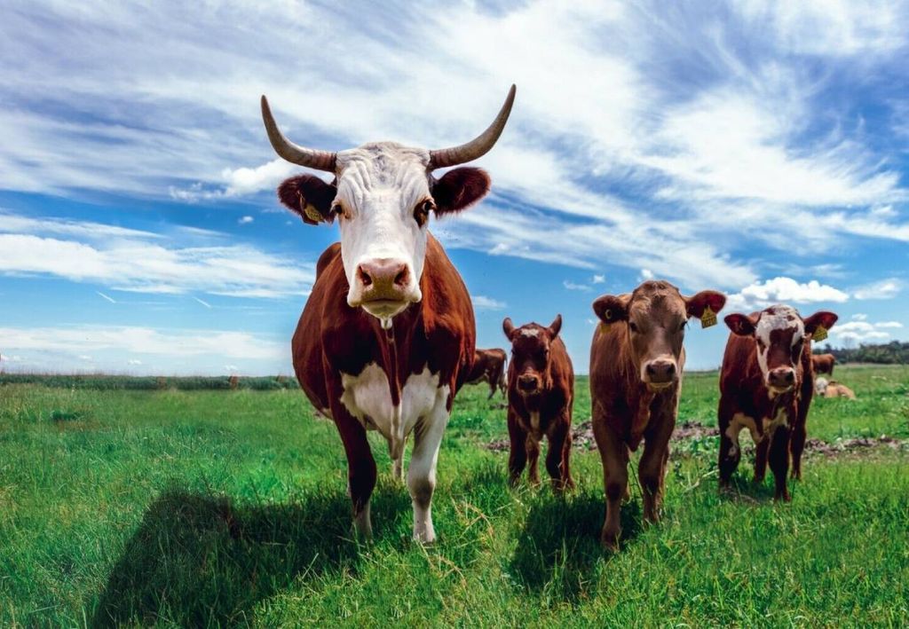vacas, bovinos, gases, Dinamarca