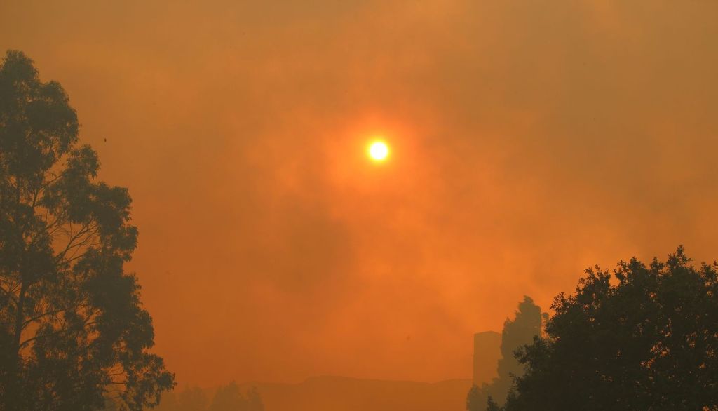 Incendio, foresta. Spegnere l'incendio non significa salvare gli animali rimasti. Per i sopravvissuti, il ritorno sul territorio bruciato dà inizio a una seconda, durissima battaglia, visto che un territorio ricco di risorse si trasforma in un deserto.