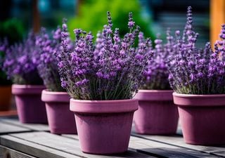 Pflege von Lavendel im Topf: Tipps für gesundes Wachstum und reiche Blütenpracht