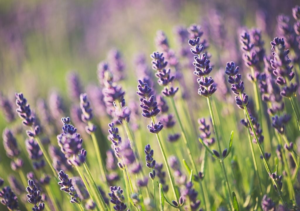 lavandas en flor lavandas en flor