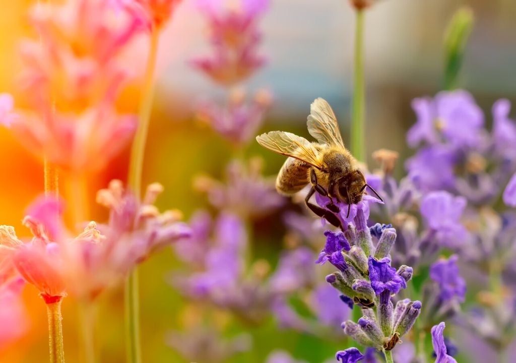 abeja en una flor de lavanda abeja en una flor de lavanda