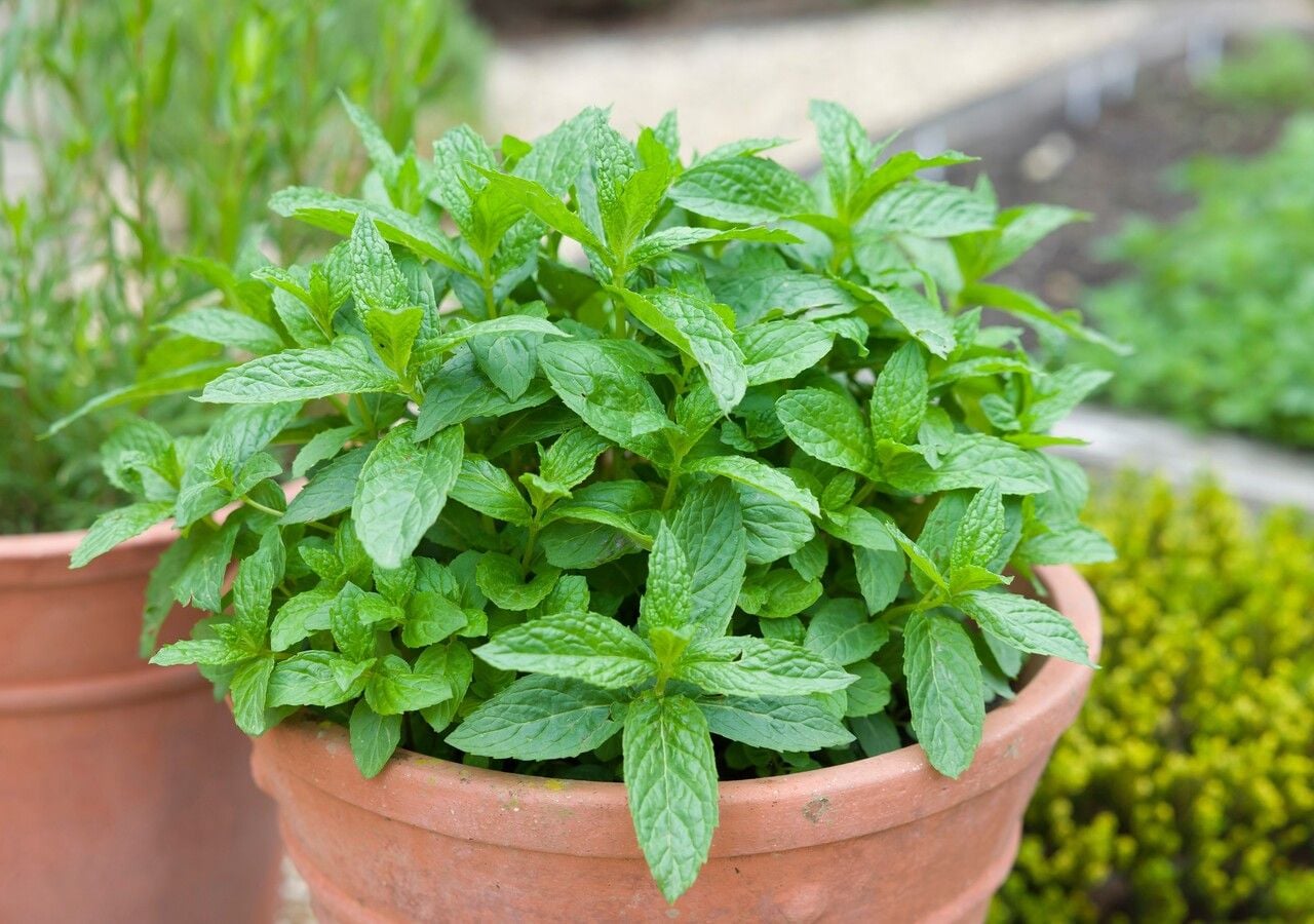 Menta in vaso: tanti consigli per la coltivazione estiva di questa pianta aromatica dal sapore fresco